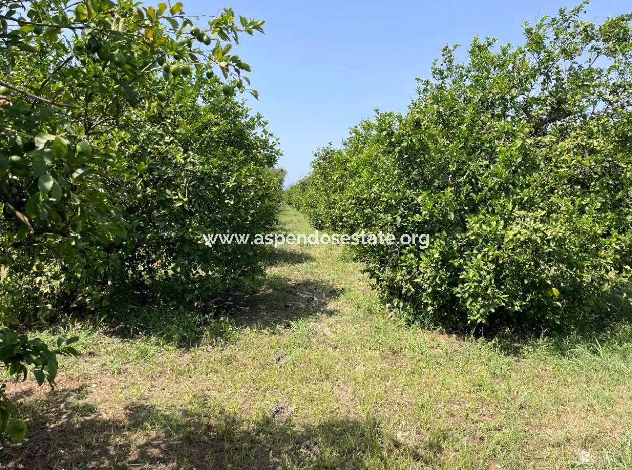 10.000M2 Grundstück Zum Verkauf Im Bebauten Gebiet Des Dorfes In Okçular