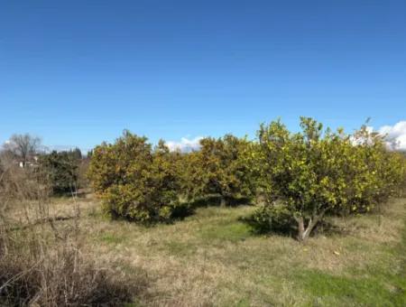 23.000M2 Freistehender Feldgarten Zum Verkauf In Tepearasin,