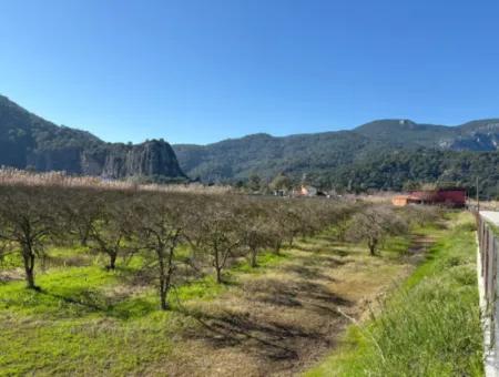 5985M2 5% Zoniertes Land Zum Verkauf In Dalyan Als Weinberggarten