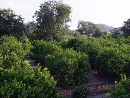 Nahe Dem Zentrum Von Dalyan In Dalyan Grundstück Für Verkauf Zum Verkauf 987M2