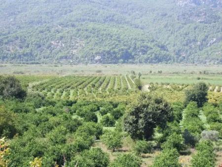 Bauernhof Zum Verkauf Bauernhof Zum Verkauf In Dalyan 73410M2