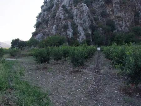 Grundstück Zum Verkauf Granatapfel Garten Zum Verkauf In Oriya Mergenli Mergenli