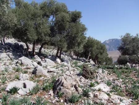 Çandır 5367M2 Farm Grundstück Zum Verkauf Mit Meerblick