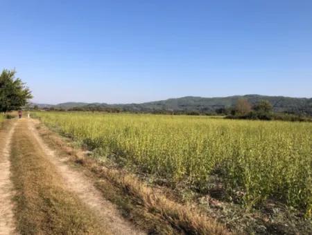 Field Zu Verkaufen In Ak'apinar 100 Acres Zu Verkaufen