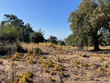 2620M2 Grundstück Zum Verkauf Mit Meerblick Von Çandir