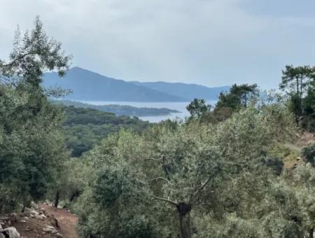 Olivenhaus Mit Meerblick In Ekincik Steht Zum Verkauf