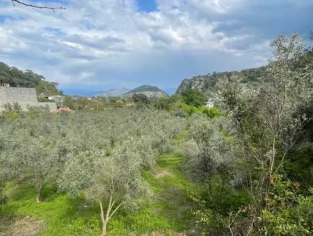 5000M2 Feld Zum Verkauf Am Anfang Der Straße In Çandır