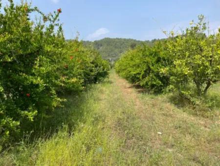 7800M2 Grundstück Zum Verkauf Am Anfang Der Strandstraße Iztuzu In Gökbel