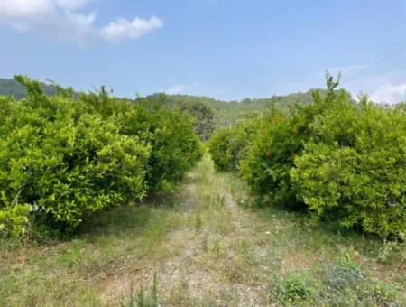 7800M2 Grundstück Zum Verkauf Am Anfang Der Strandstraße Iztuzu In Gökbel