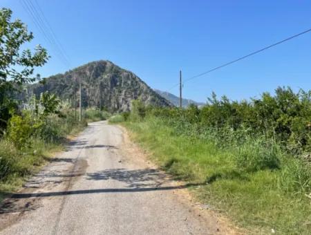 10.000 M2 Granatapfelgarten Zum Verkauf In Dalyan Arıkbaşı Und Gerendüzün