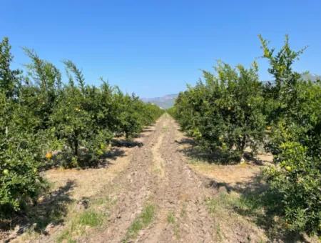 10.000 M2 Granatapfelgarten Zum Verkauf In Dalyan Arıkbaşı Und Gerendüzün