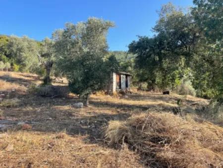 Çandır Voller Meer- Und Seeblick 500M2 2B Feld Zu Verkaufen