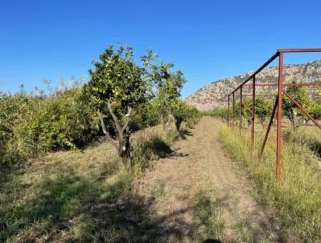 Grundstück Zum Verkauf In Dalyan In Der Nähe Des Zentrums Von 6600M2