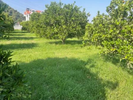 Grundstück Zum Verkauf In Gulpinar, Dalyan 722M2