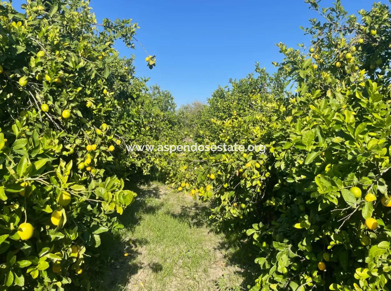 10,000M2 Lemon Garden For Sale In Karadons