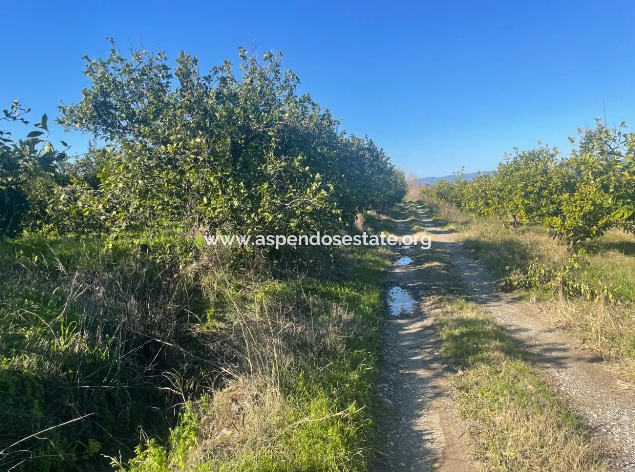 Dalyan Land For Sale 5227M2 Land For Sale