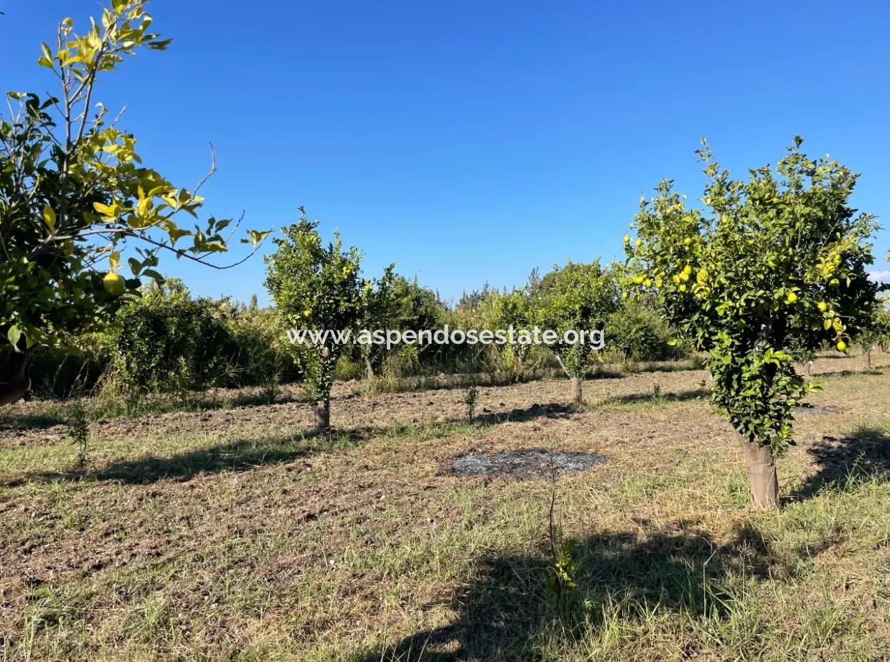 Land For Sale In Dalyan Close To The Center Of 6600M2