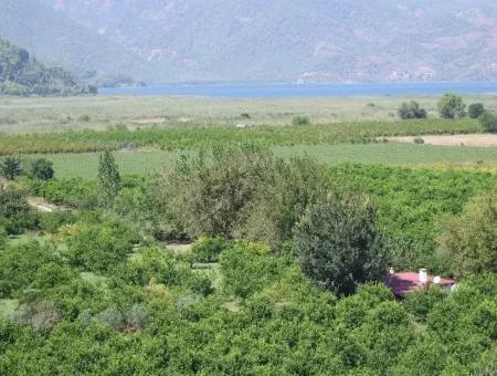 For Sale Farm For Sale In Dalyan 73410M2