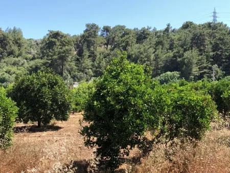 Garden For Sale In Gokce Akyaka, Near The Sea, A 38,000M2 Plot For Sale