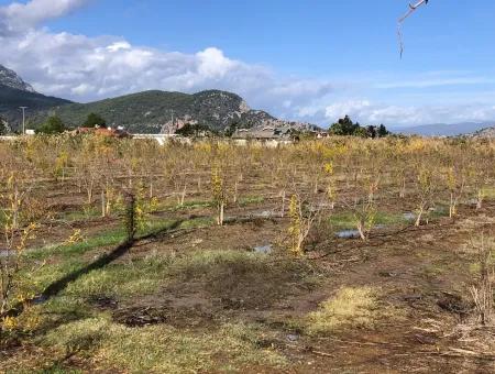 Land For Sale In Dalyan Istuzu Yollu On 24,000M2 Pomegranate Garden For Sale