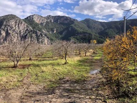 Land For Sale In Dalyan Istuzu Yollu On 24,000M2 Pomegranate Garden For Sale