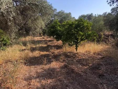 Land Field For Sale In Köyceğinz Yangi 9406M2 Land For Sale