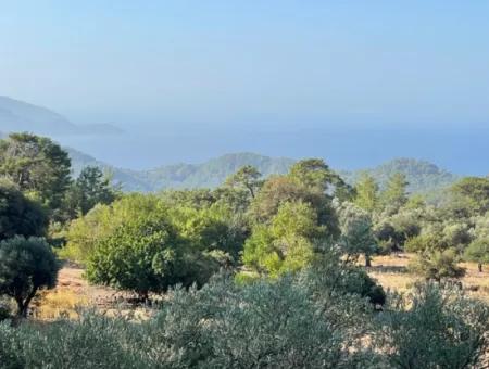 2620M2 Land Field For Sale With Sea View Of Çandir