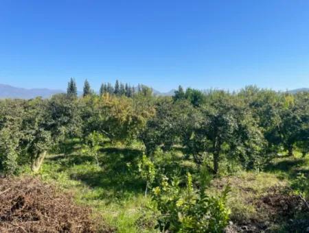 2223M2 Fields For Sale In Dalyan