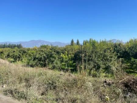 2223M2 Fields For Sale In Dalyan