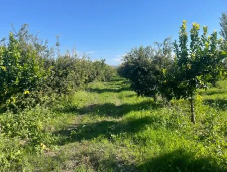 10,000M2 Lemon Garden For Sale In Karadons