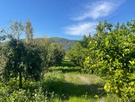 10,000M2 Lemon Garden For Sale In Karadons