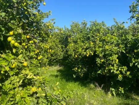 10,000M2 Lemon Garden For Sale In Karadons