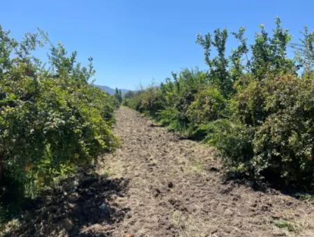 Road-New 6820M2 Pomegranate And Lemon Orchard Is For Sale In Tepearası