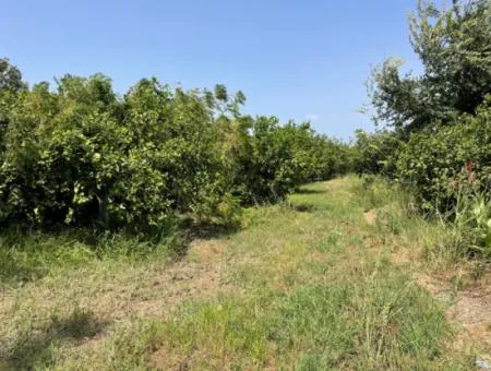 10.000M2 Land For Sale In The Village Built-Up Area In Okçular