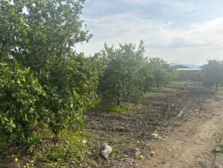 Tepearası'nda Tek Tapu 5617M2 Satılık Limon Bahçesi