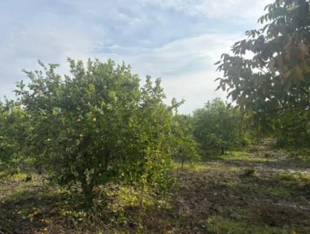 Tepearası'nda Tek Tapu 5617M2 Satılık Limon Bahçesi