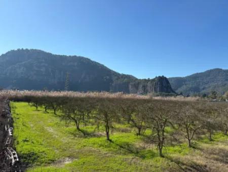 Dalyan'da Bağ Bahçe Olarak 5985M2 %5 İmarlı Satılık Arsa