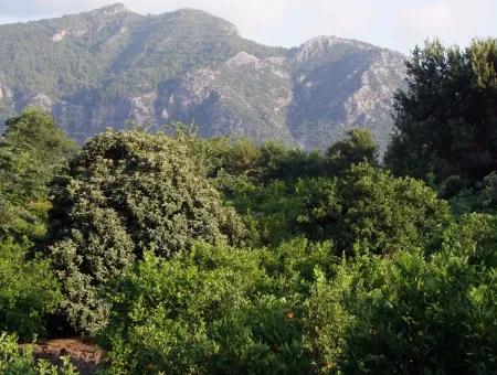 Dalyan Satılık Arsa Dalyan Merkeze Yakın 987M2 Satılık Arsa