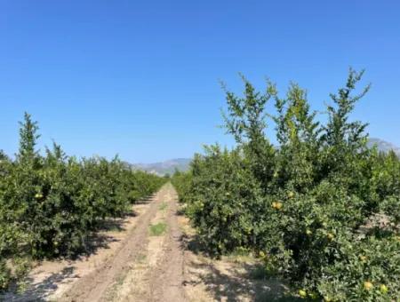 Dalyan Arıkbaşı Ve Gerendüzün'de 10,000M2 Satılık Nar Bahçesi